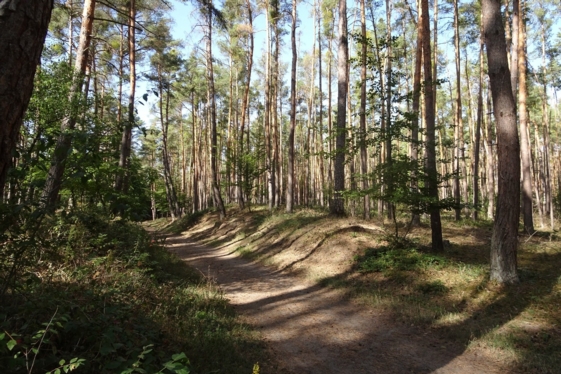Der Bickenbacher Wald